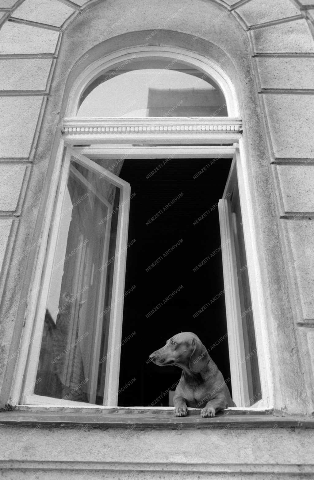 Életkép - Budapesti pillanatképek