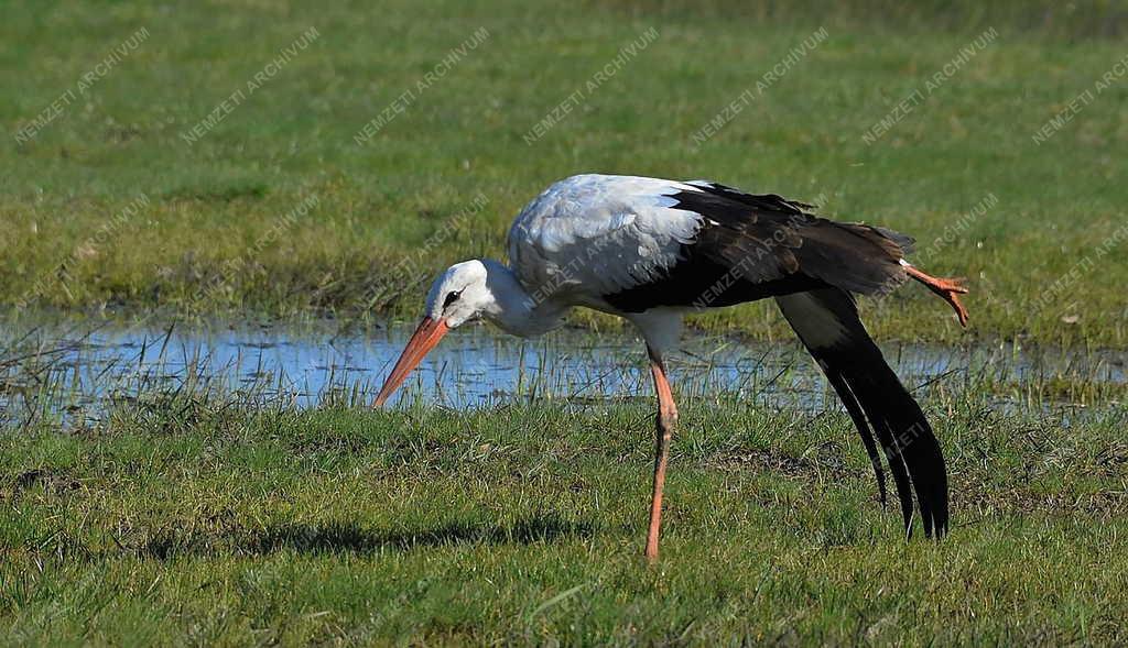 Természet - Hortobágy - Megjöttek a gólyák a Hortobágyra
