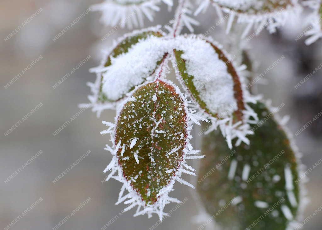 Természet - Debrecen - Zúzmarás növények