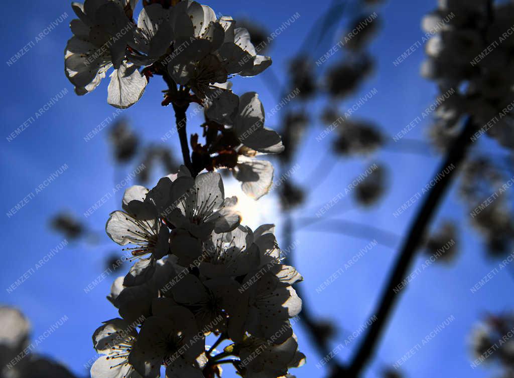 Természet - Debrecen - Virágzó meggy ültetvény 