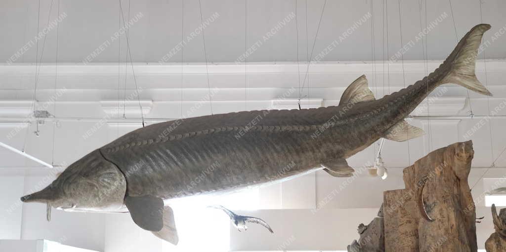 Kultúra - Budapest - Magyar Természettudományi Múzeum