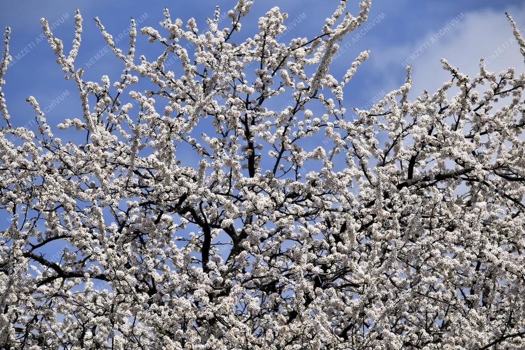 Természet - Virágzó meggyfa