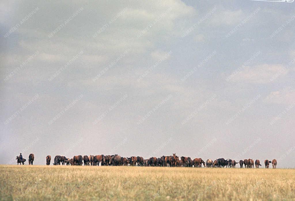 Tájkép - Mezőgazdaság - Ménes a Hortobágyon