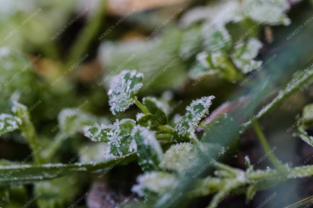 Természet - Jégvirág