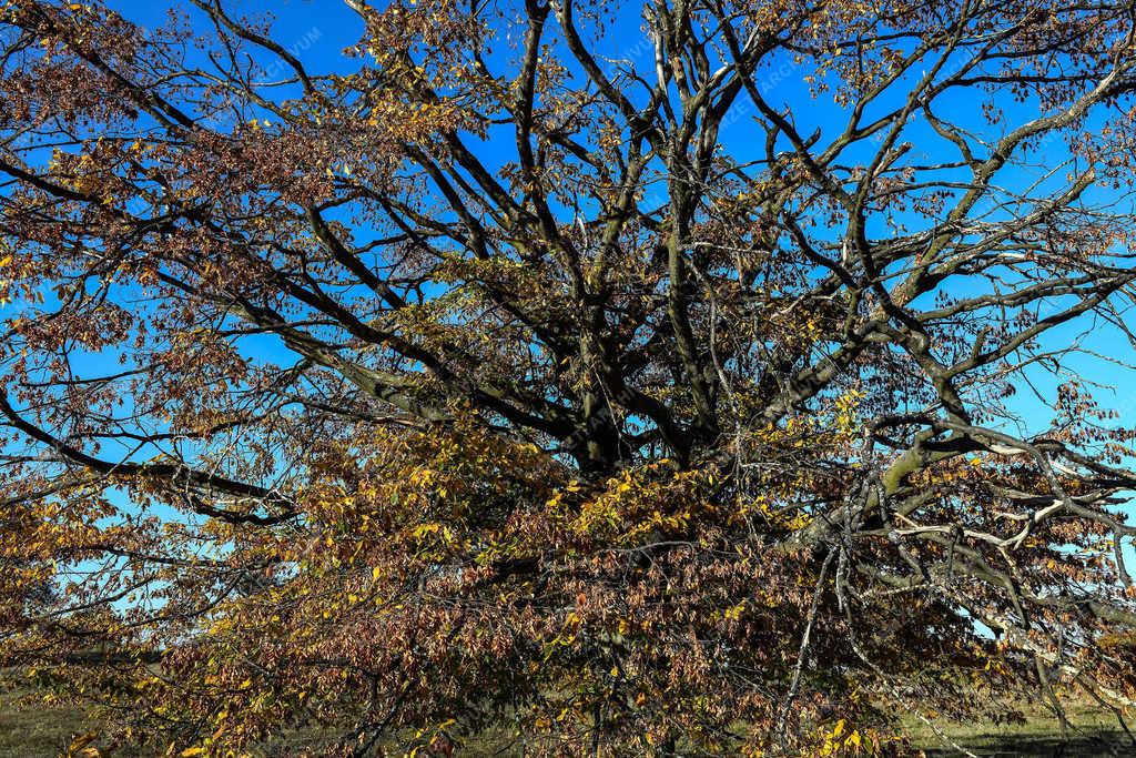 Természet - Zsobok - Ősz a határban