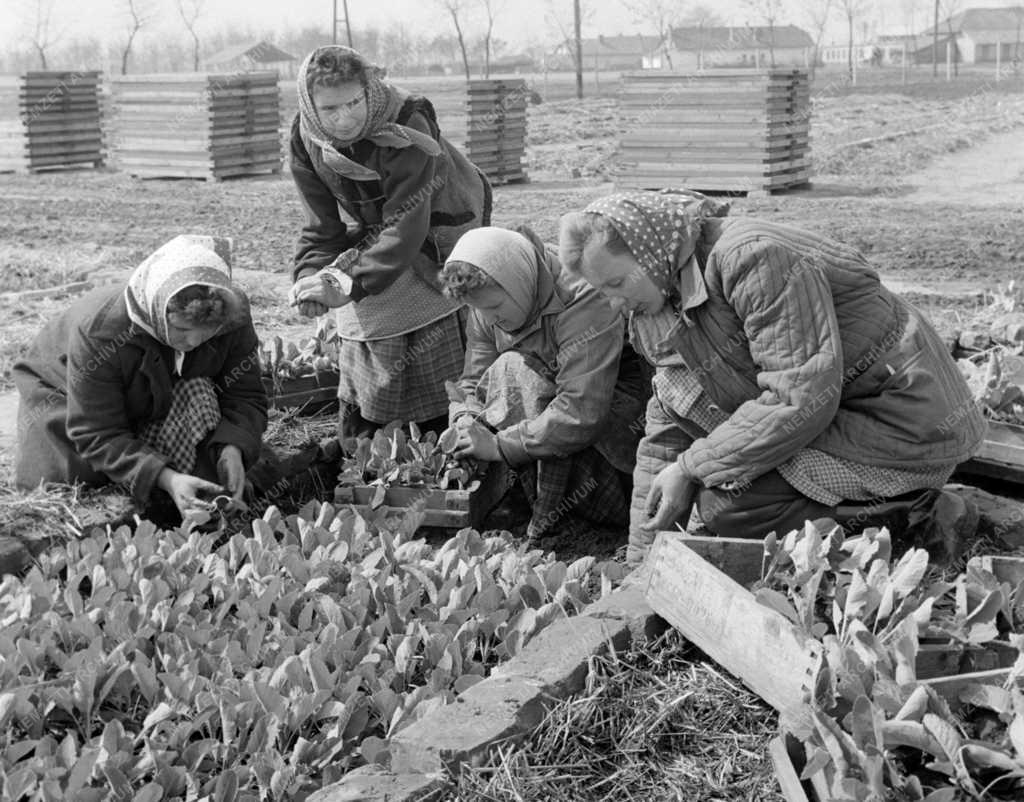 Mezőgazdaság - Zöldségtermesztési bemutatót tartottak a Taksonyi Állami Gazdaságban