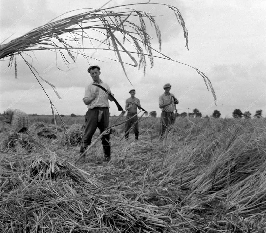 Mezőgazdaság - Rizsaratás 