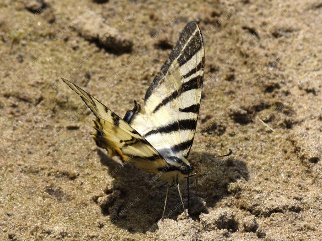 Természet - Budapest - Kardfarkú lepke