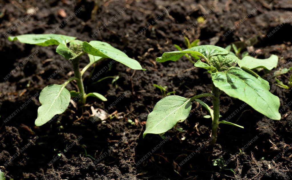 Mezőgazdaság - Szántóföldi növények Hajdúszovátnál