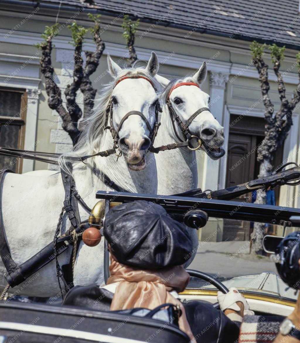 Kultúra - TV-film - A fantasztikus nagynéni