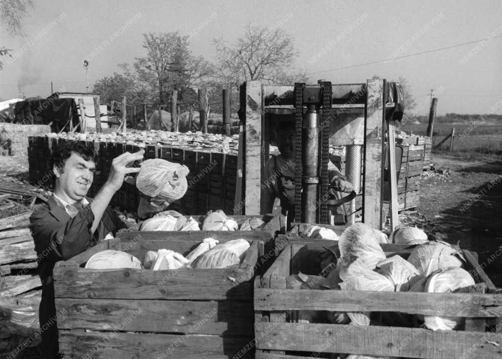 Növénytermesztés - Télire vermelik a zöldséget Hatvanban