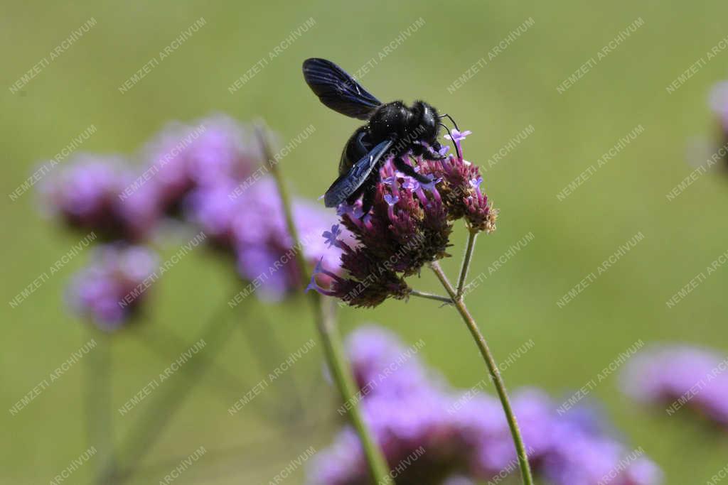 Természet - Budapest - Kék fadongó