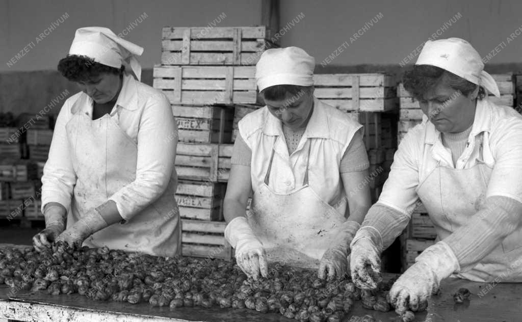 Mezőgazdaság - Vadgazdálkodás - Éti csiga export  