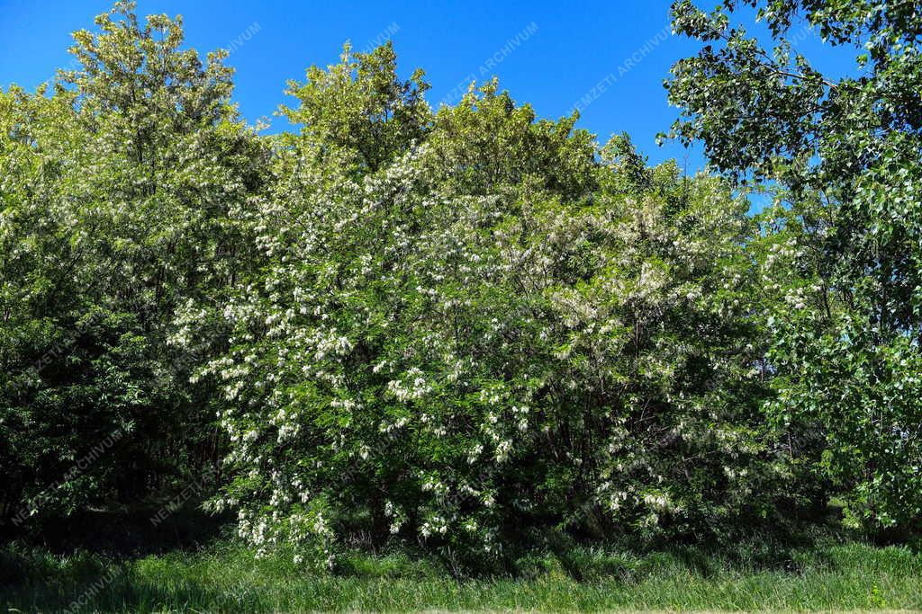 Természet - Akácvirágzás