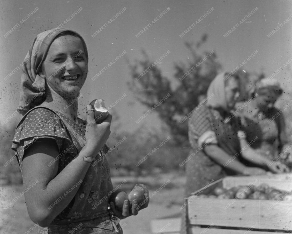 Mezőgazdaság - Almaszüret