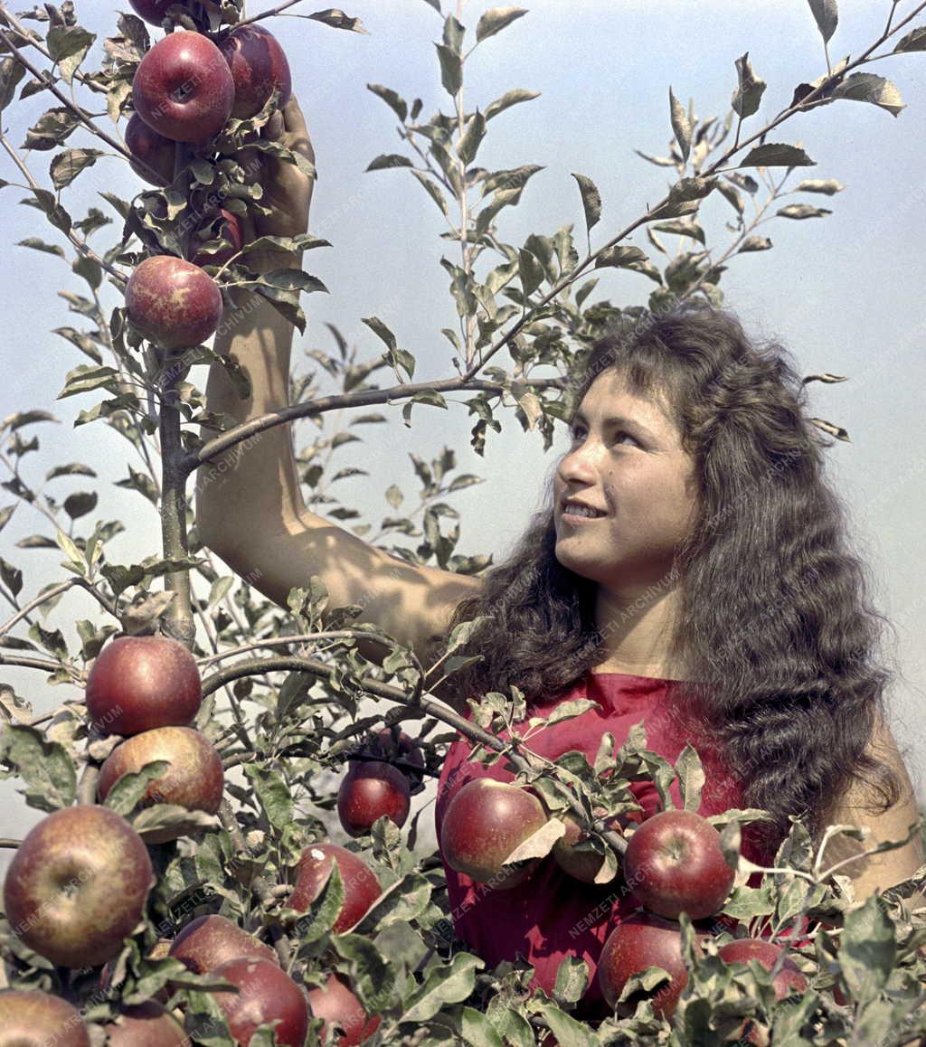 Növénytermesztés - A jövő gyümölcsfája