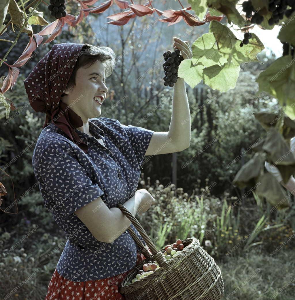 Mezőgazdaság - Szőlőszüret Alsógödön