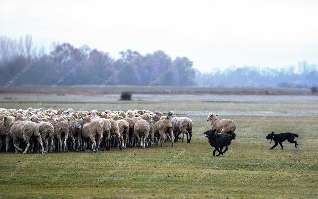 Mezőgazdaság - Őszi legeltetés a Hortobágyon
