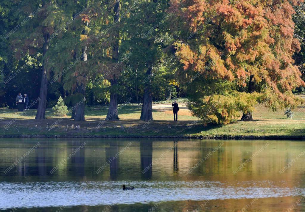Természet - Martonvásár - Ősz a Brunszvik-kastély parkjában