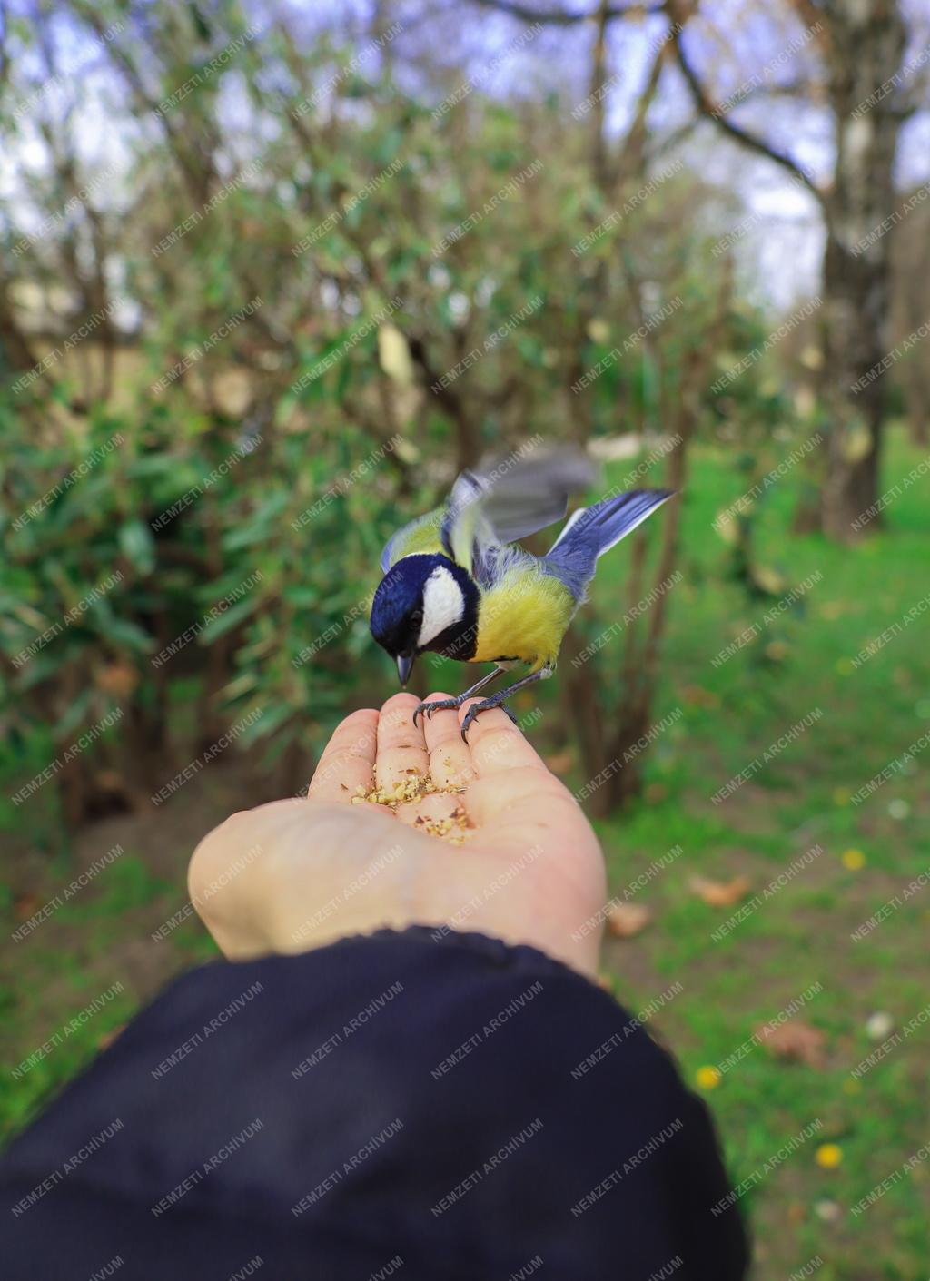 Természet - Állatvilág - Széncinege