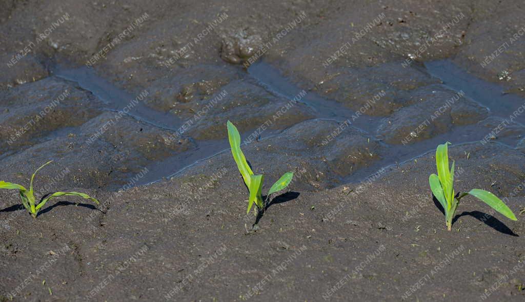 Mezőgazdaság - Szántóföldi növények Hajdúszovátnál
