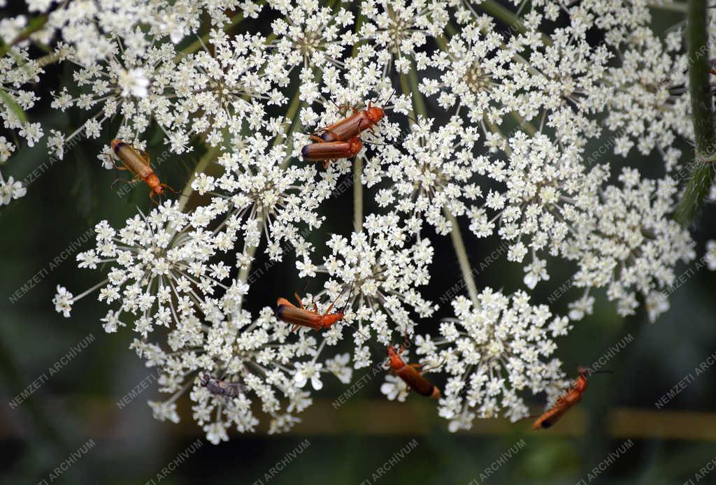 Természet - Budapest - Feketevégű lágybogár