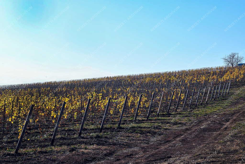 Mezőgazdaság - Szőlőültetvények Tokaj-Hegyalján