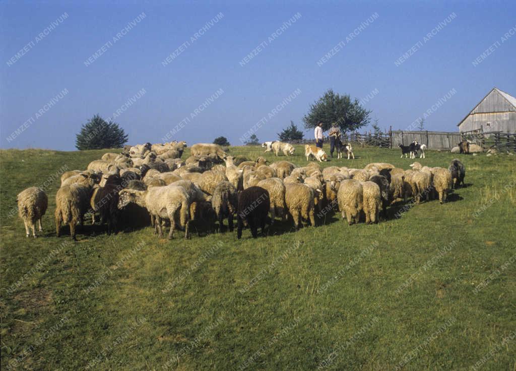 Táj, város - Román falvak - Alsósófalva