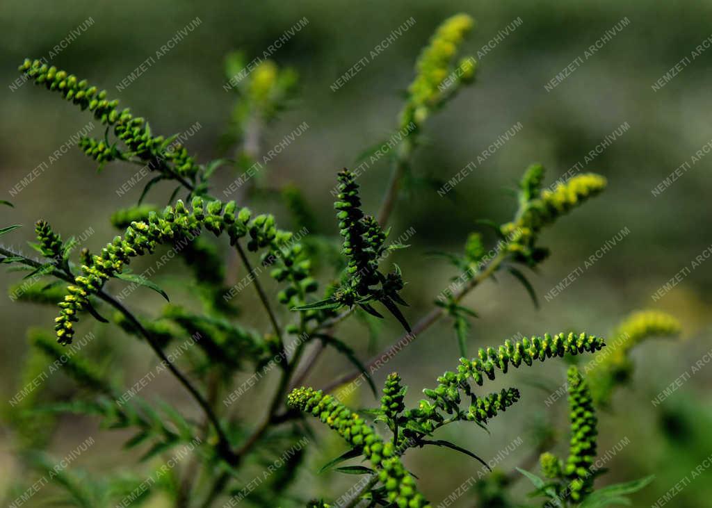 Természet - Földes - Virágzó parlagfű