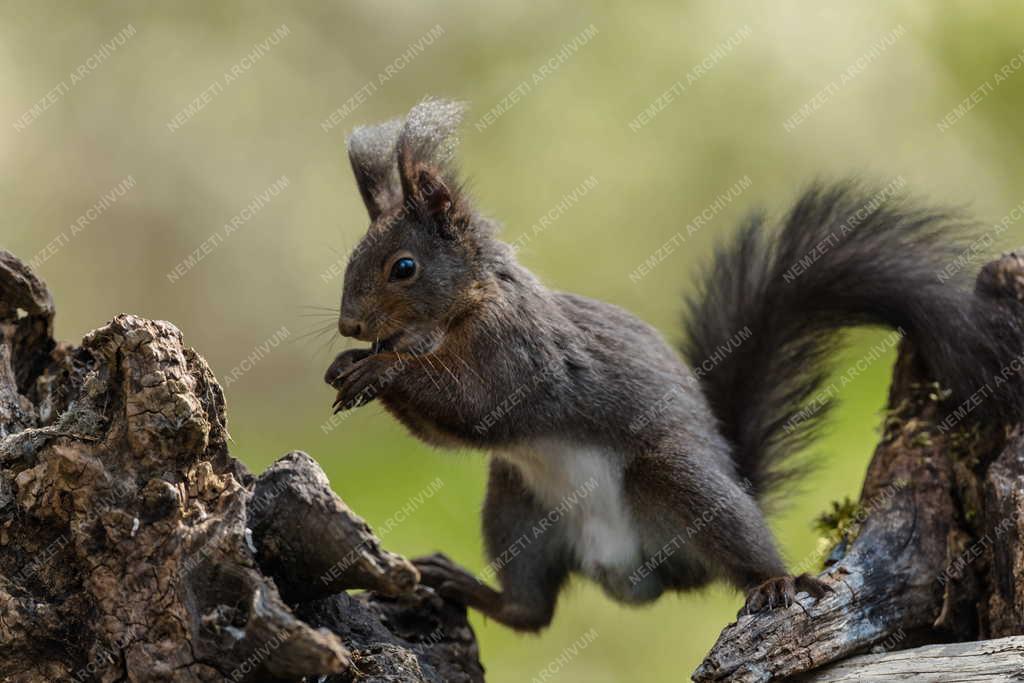 Természet - Erdei mókus Tőserdőn