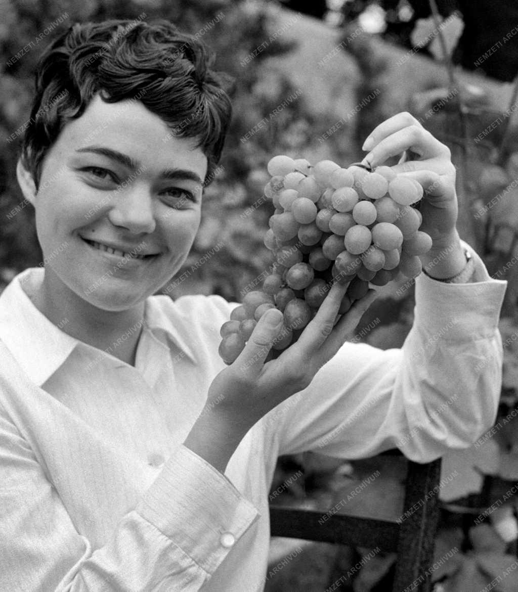 Mezőgazdaság - Oktatás - Szüret a Kertészeti- és Szőlészeti Főiskola üvegházában