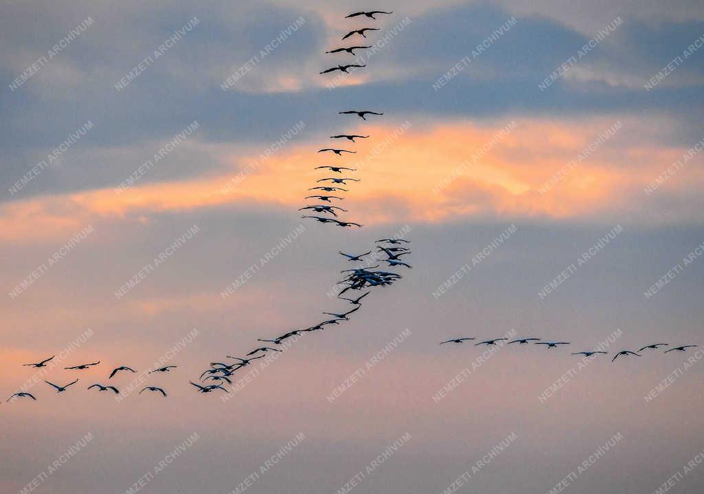 Természet - Hortobágy - Darvak vonulása 