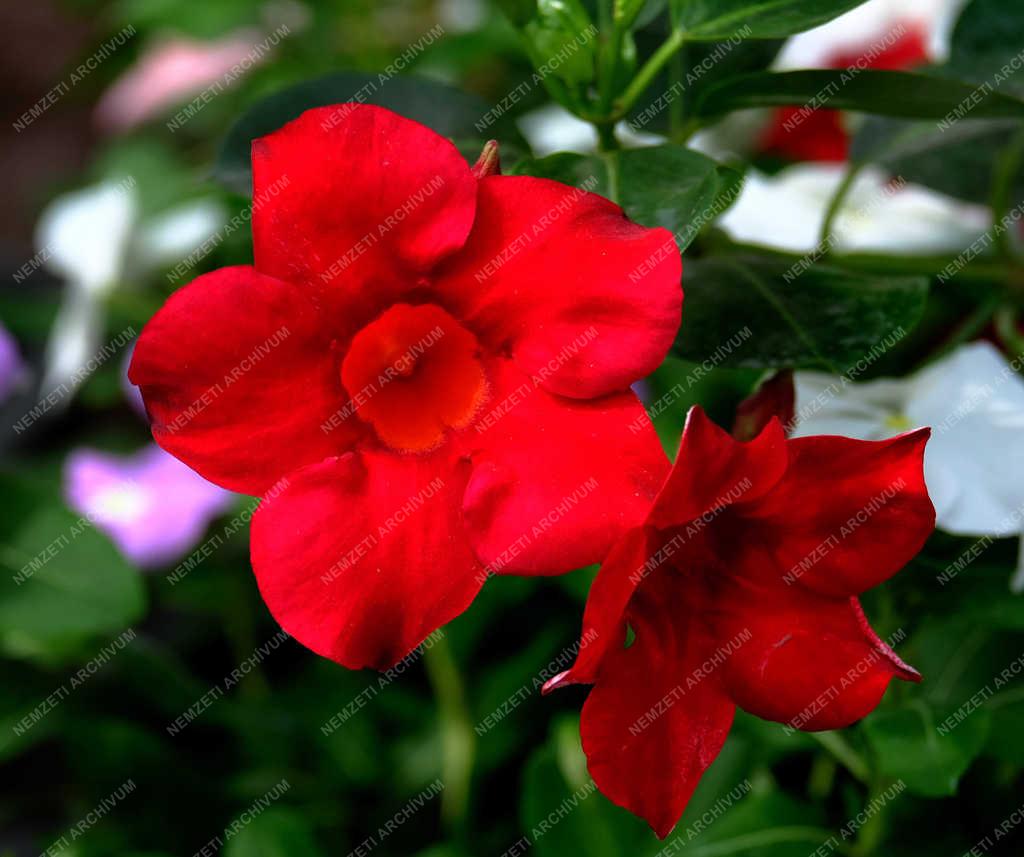 Természet - Verőce - Tölcsérjázmin 