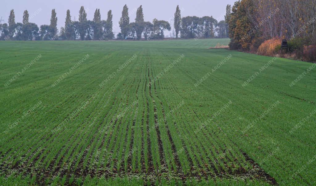 Mezőgazdaság - Debrecen - Kikelt őszi búza Látóképen