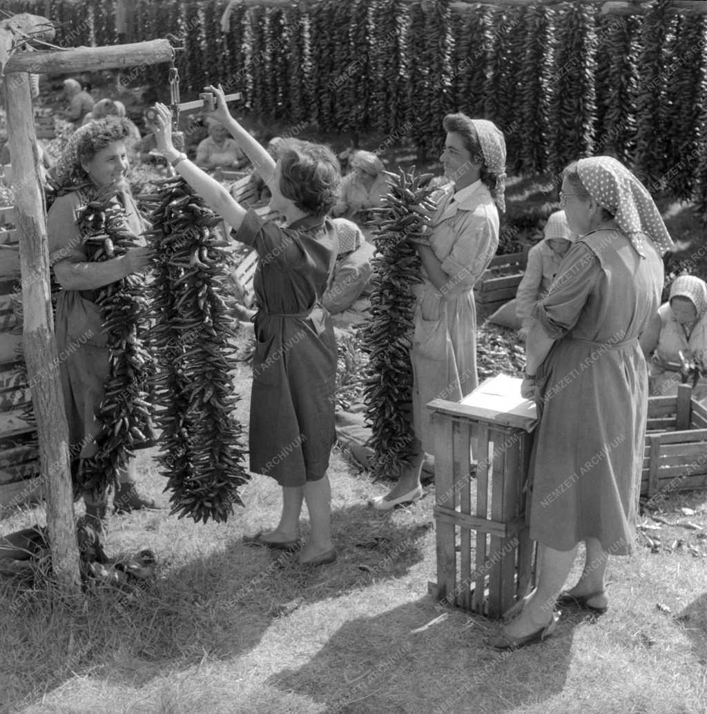 Ipar - Szegedi Paprikafeldolgozó Vállalat