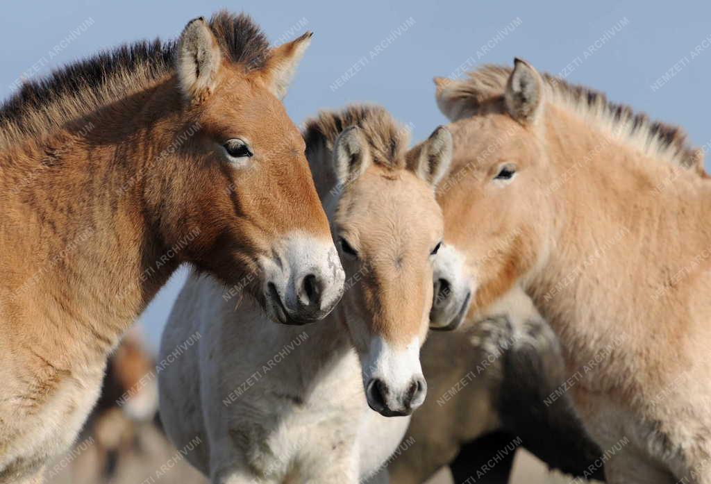 Állattenyésztés - Przewalski-lovak a Hortobágyi Nemzeti Park