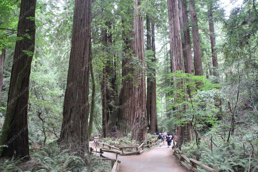 Természet  - Muir Woods Nemzeti Emlékhely