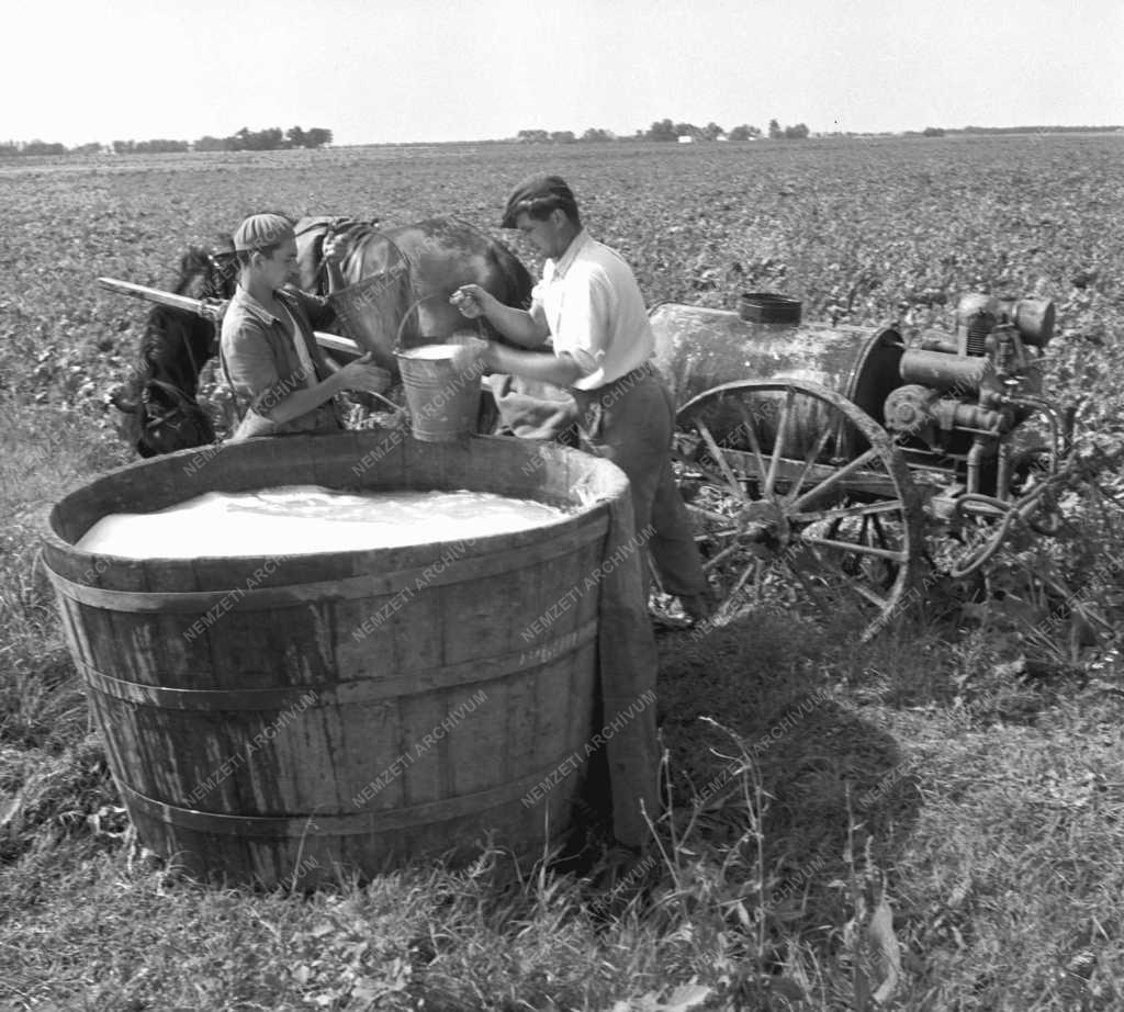 Mezőgazdaság - Növénytermesztés - Úttörő TSZ
