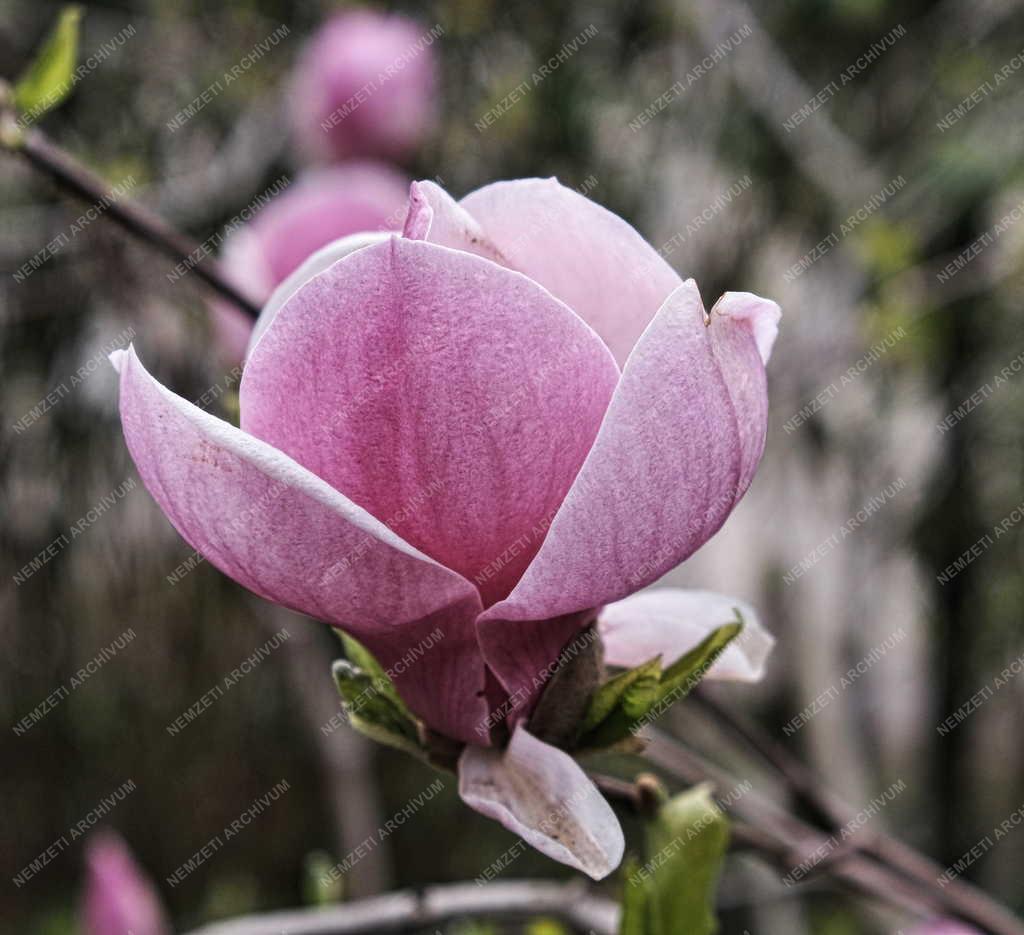 Természet - Növény - Tulipánfa