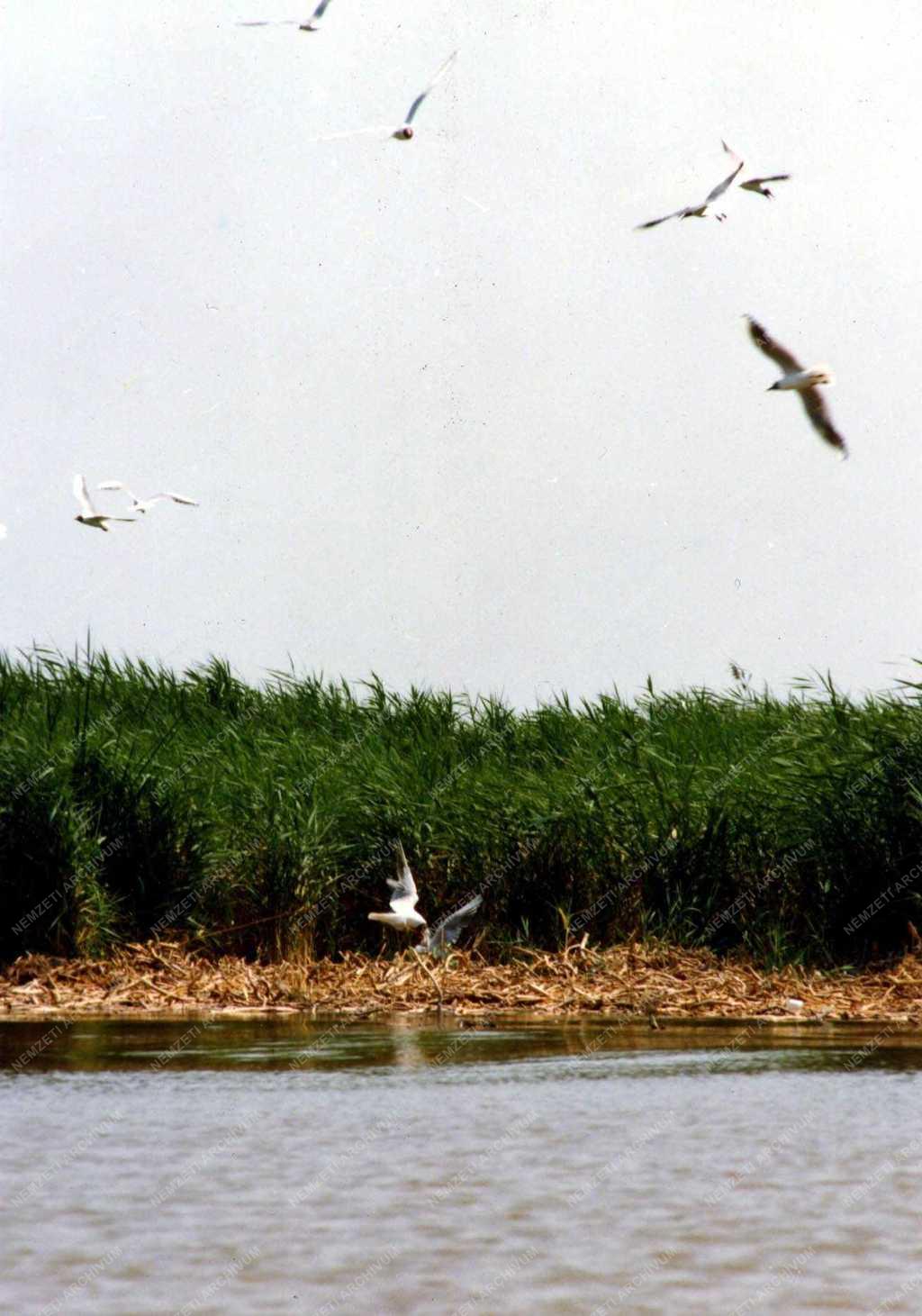 Környezetvédelem - A Fertő tó világörökségi listára kerülése