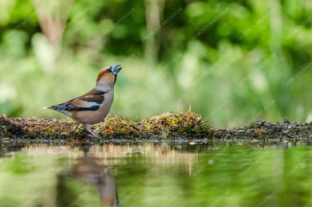 Természet - Tiszaalpár - Meggyvágó 