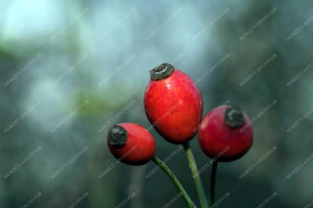 Természet - Csipkebogyó