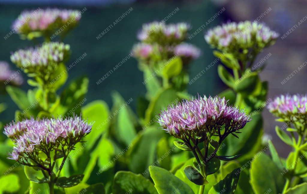 Természet - Virágzik a pompás varjúháj