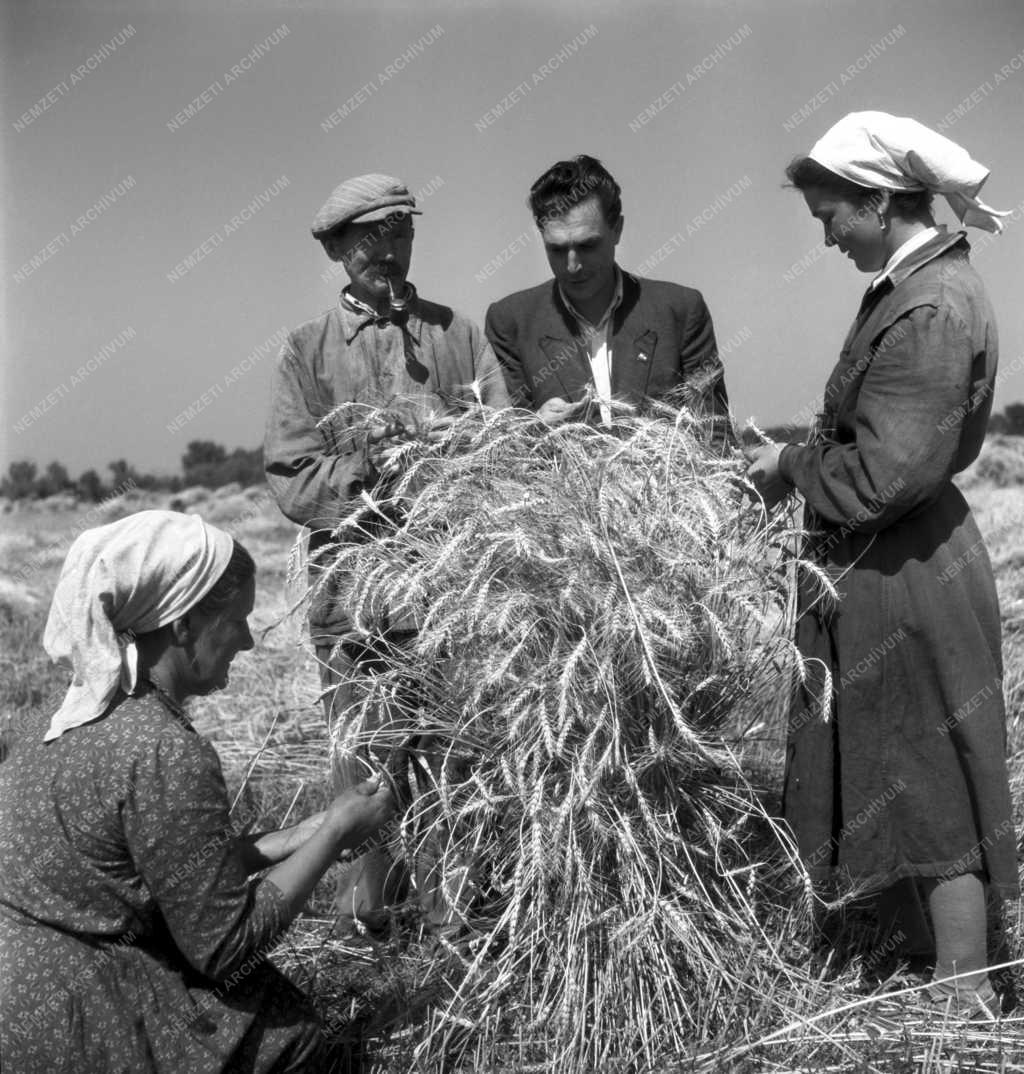 Mezőgazdaság - Mezőgazdasági munka - Aratás