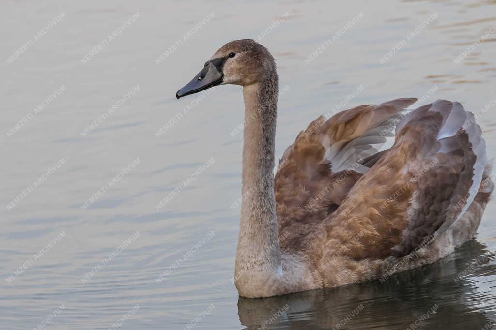 Természet - Budapest - Bütykös hattyú