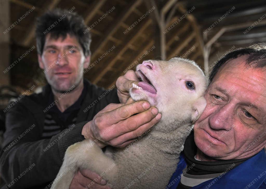 Állattartás - Hortobágy - Születnek a bárányok 