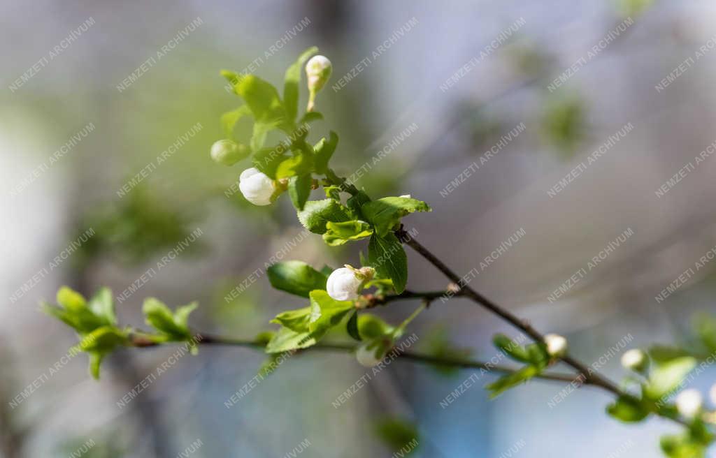 Természet - Budapest - Cseresznyefa virágzás