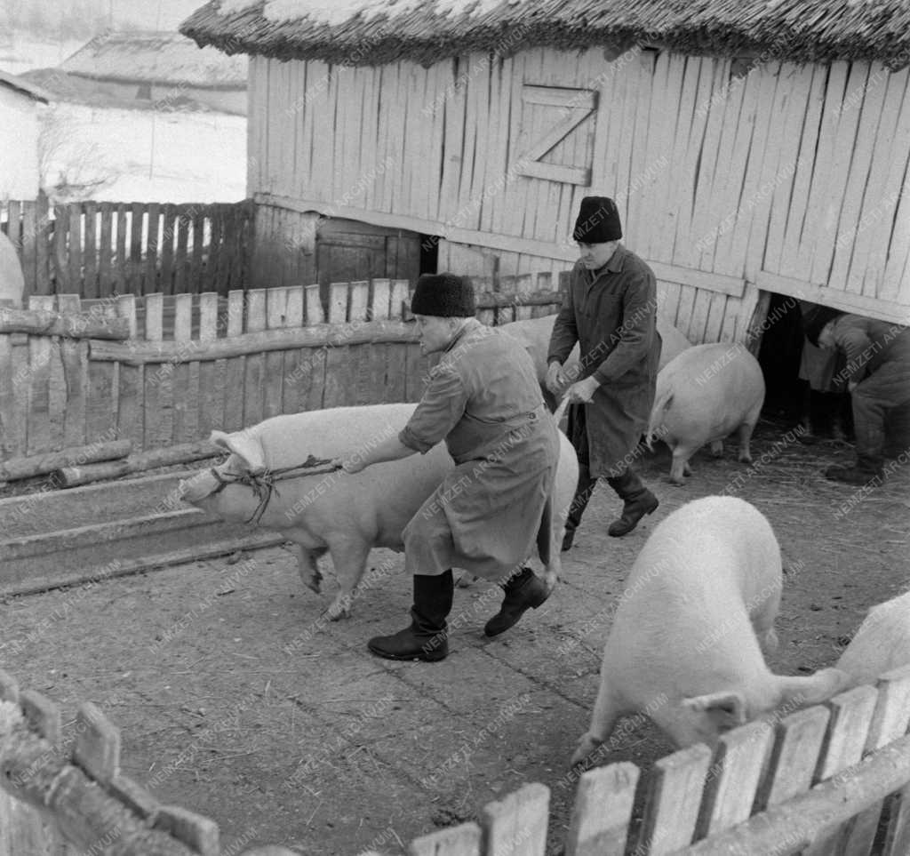Gazdaság - Állattenyésztés - Disznóvágás a nagytarcsai Rákóczi Tsz-ben