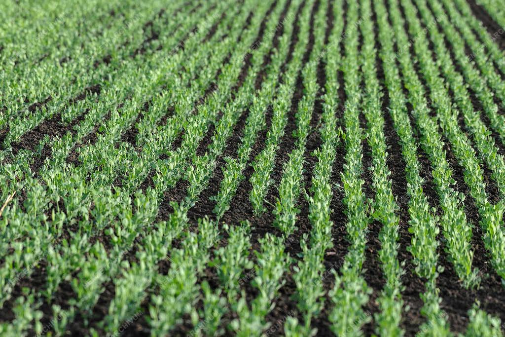 Mezőgazdaság - Látókép - Öntözés a földeken