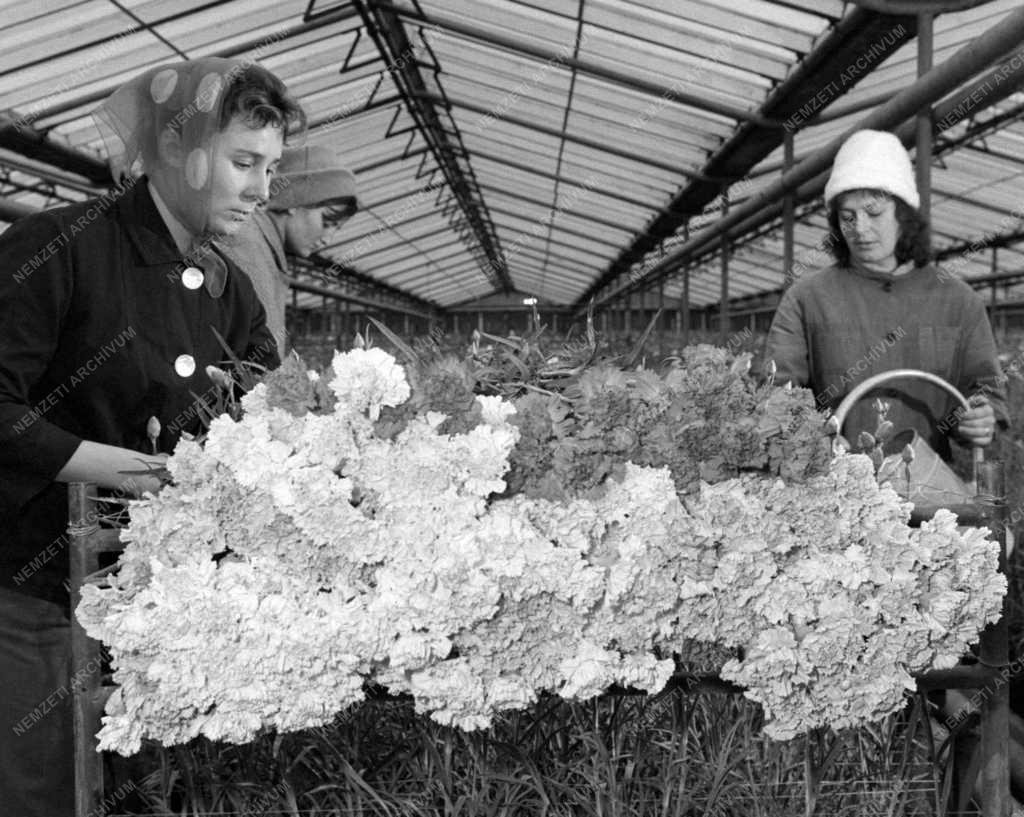 Mezőgazdaság - A Hódmezővásárhelyi Kertészeti Vállalat szegfűtelepe